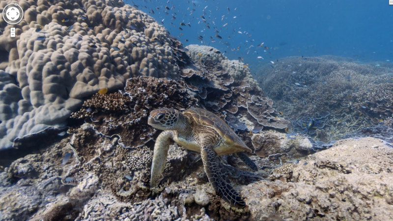 Illustration for article titled Google launches underwater Street View, blows everyone's goddamn mind